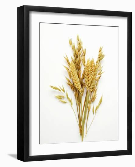 Various Cereal Ears--Framed Photographic Print