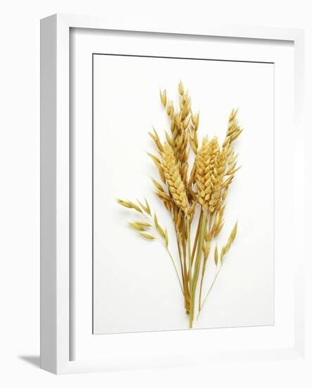 Various Cereal Ears-null-Framed Photographic Print