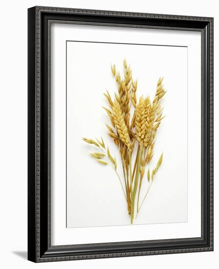 Various Cereal Ears-null-Framed Photographic Print