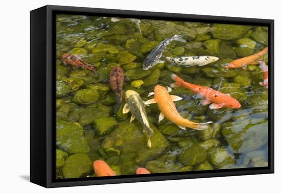 Various Colored Koi-dosecreative-Framed Premier Image Canvas