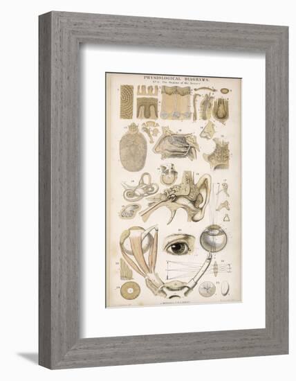 Various Diagrans of the Organs of the Senses-J.s. Cuthbert-Framed Photographic Print