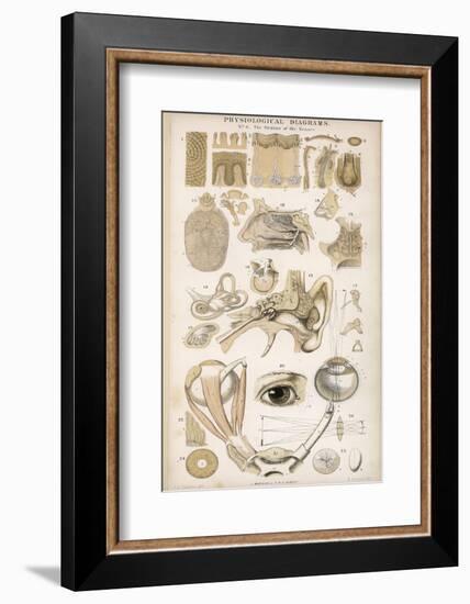 Various Diagrans of the Organs of the Senses-J.s. Cuthbert-Framed Photographic Print