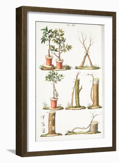 Various Examples of Grafting Fruit Trees, Plate Xiii, from L'antotrofia Ossia La Coltivazione De'fi-Italian School-Framed Giclee Print