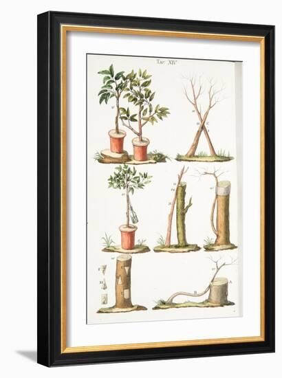 Various Examples of Grafting Fruit Trees, Plate Xiii, from L'antotrofia Ossia La Coltivazione De'fi-Italian School-Framed Giclee Print