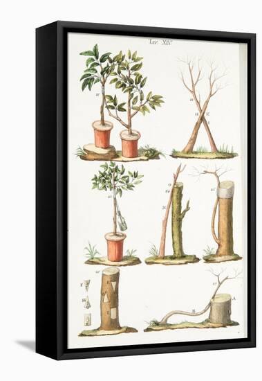 Various Examples of Grafting Fruit Trees, Plate Xiii, from L'antotrofia Ossia La Coltivazione De'fi-Italian School-Framed Premier Image Canvas