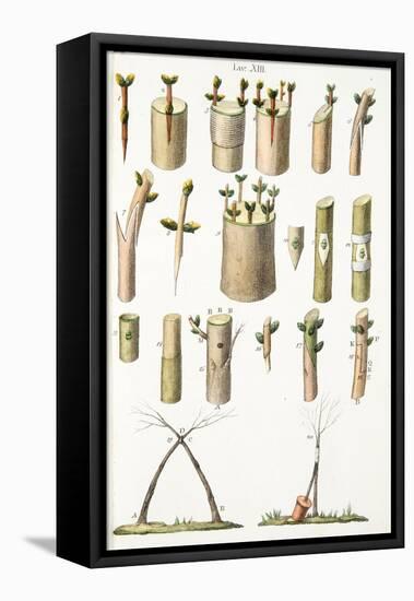 Various Examples of Grafting Fruit Trees, Plate Xiv, from L'antotrofia Ossia La Coltivazione De'fio-Italian School-Framed Premier Image Canvas