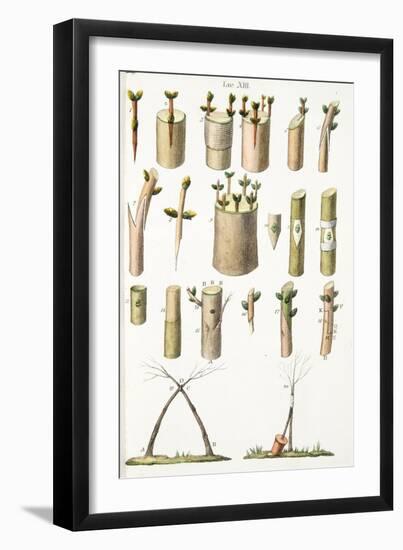 Various Examples of Grafting Fruit Trees, Plate Xiv, from L'antotrofia Ossia La Coltivazione De'fio-Italian School-Framed Giclee Print