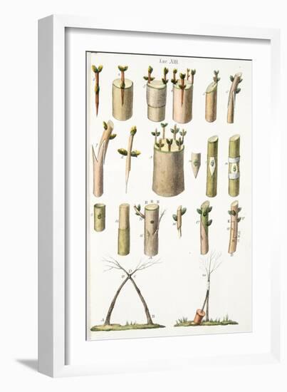 Various Examples of Grafting Fruit Trees, Plate Xiv, from L'antotrofia Ossia La Coltivazione De'fio-Italian School-Framed Giclee Print