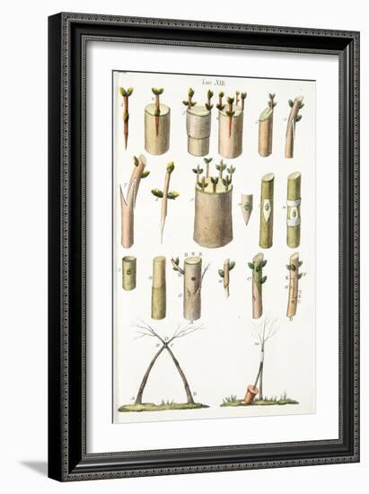 Various Examples of Grafting Fruit Trees, Plate Xiv, from L'antotrofia Ossia La Coltivazione De'fio-Italian School-Framed Giclee Print