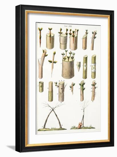 Various Examples of Grafting Fruit Trees, Plate Xiv, from L'antotrofia Ossia La Coltivazione De'fio-Italian School-Framed Giclee Print