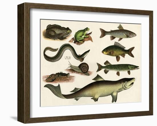 Various Fish and Reptiles-null-Framed Art Print