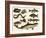 Various Fish and Reptiles-null-Framed Art Print