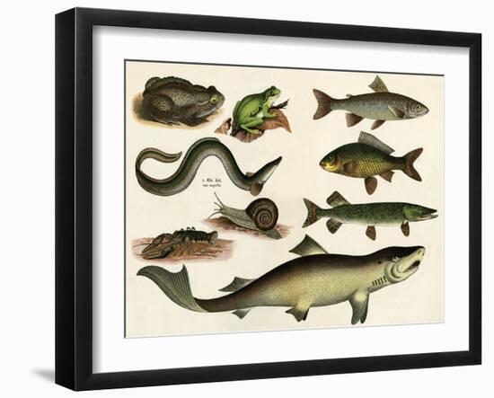 Various Fish and Reptiles-null-Framed Art Print