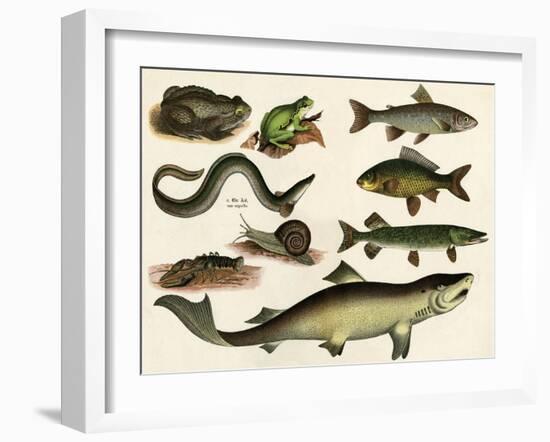 Various Fish and Reptiles-null-Framed Art Print