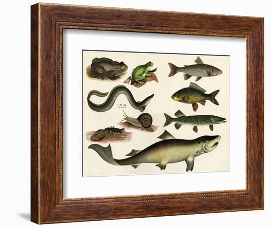 Various Fish and Reptiles-null-Framed Premium Giclee Print