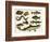 Various Fish and Reptiles-null-Framed Premium Giclee Print