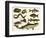 Various Fish and Reptiles-null-Framed Premium Giclee Print