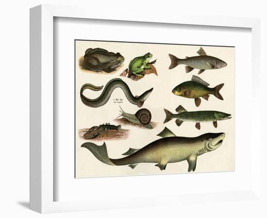 Various Fish and Reptiles-null-Framed Premium Giclee Print