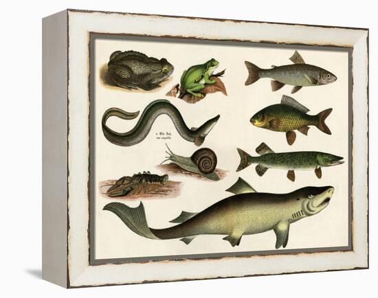 Various Fish and Reptiles-null-Framed Stretched Canvas