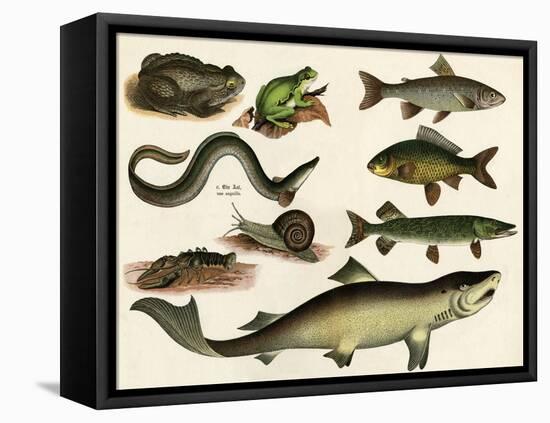 Various Fish and Reptiles-null-Framed Stretched Canvas