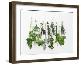 Various Fresh Herbs Hanging Up-Tanya Zouev-Framed Photographic Print