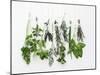 Various Fresh Herbs Hanging Up-Tanya Zouev-Mounted Photographic Print