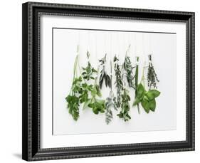 Various Fresh Herbs Hanging Up-Tanya Zouev-Framed Photographic Print