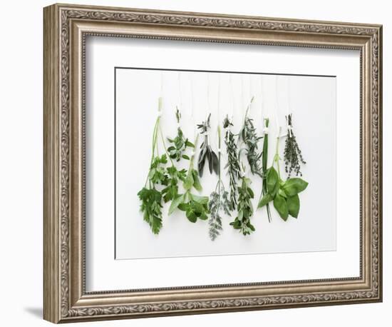 Various Fresh Herbs Hanging Up-Tanya Zouev-Framed Photographic Print