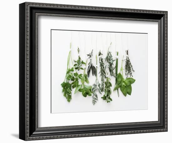 Various Fresh Herbs Hanging Up-Tanya Zouev-Framed Photographic Print