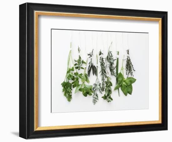 Various Fresh Herbs Hanging Up-Tanya Zouev-Framed Photographic Print