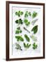 Various Herbs on Marble-Peter Howard Smith-Framed Photographic Print