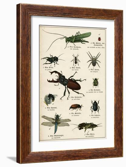 Various Insects C1880-null-Framed Art Print