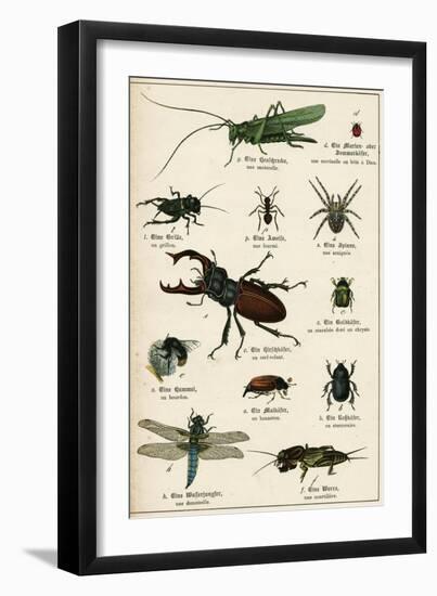 Various Insects C1880-null-Framed Art Print