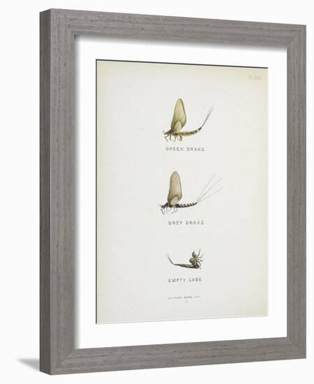 Various Insects: Green Drake, Grey Drake, Empty Case-Fraser Sandeman-Framed Giclee Print