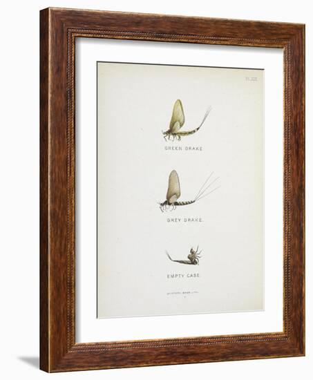 Various Insects: Green Drake, Grey Drake, Empty Case-Fraser Sandeman-Framed Giclee Print