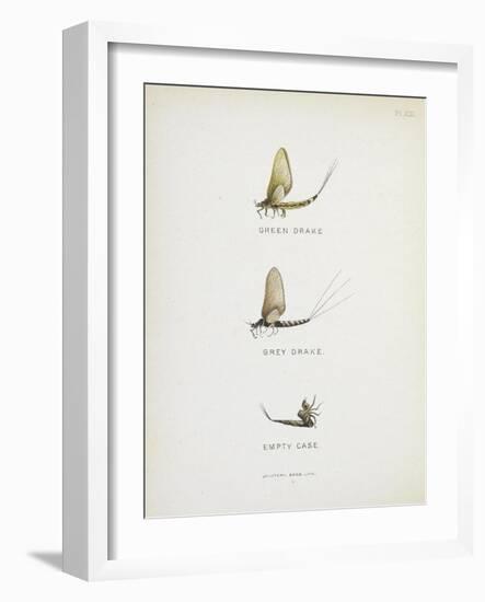 Various Insects: Green Drake, Grey Drake, Empty Case-Fraser Sandeman-Framed Giclee Print