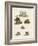 Various Kinds of Bears-null-Framed Giclee Print