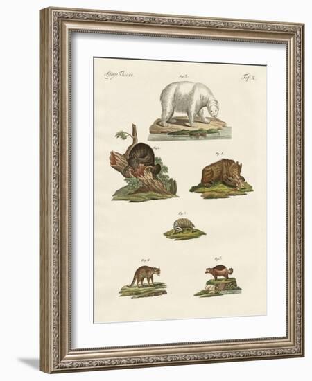 Various Kinds of Bears-null-Framed Giclee Print