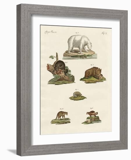 Various Kinds of Bears-null-Framed Giclee Print