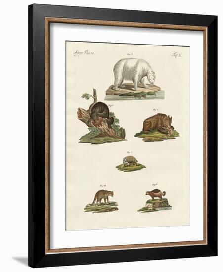 Various Kinds of Bears-null-Framed Giclee Print