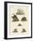 Various Kinds of Bears-null-Framed Giclee Print