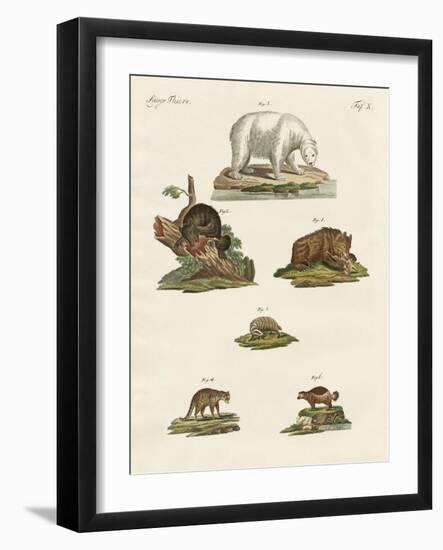 Various Kinds of Bears--Framed Giclee Print