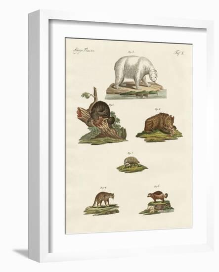 Various Kinds of Bears-null-Framed Giclee Print