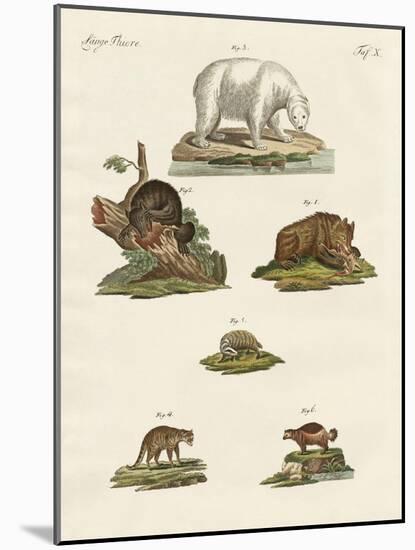 Various Kinds of Bears-null-Mounted Giclee Print