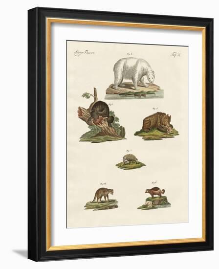 Various Kinds of Bears-null-Framed Giclee Print