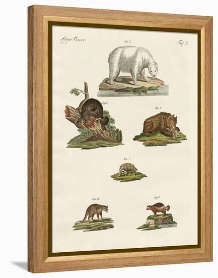 Various Kinds of Bears-null-Framed Premier Image Canvas