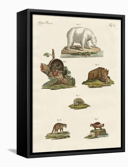Various Kinds of Bears-null-Framed Premier Image Canvas