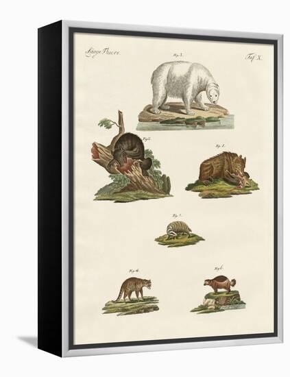 Various Kinds of Bears-null-Framed Premier Image Canvas