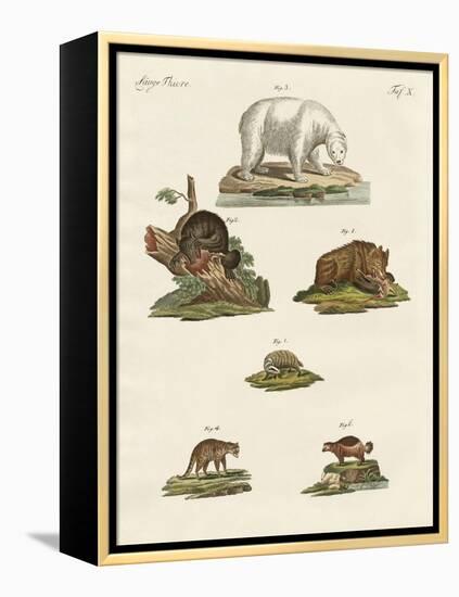 Various Kinds of Bears-null-Framed Premier Image Canvas