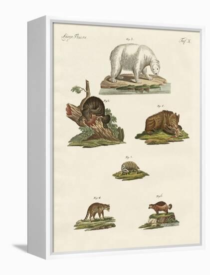 Various Kinds of Bears-null-Framed Premier Image Canvas